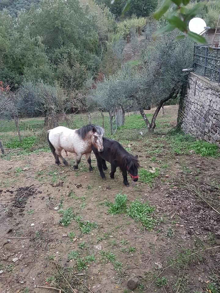 Tenuta Martino Aquara Eksteriør bilde